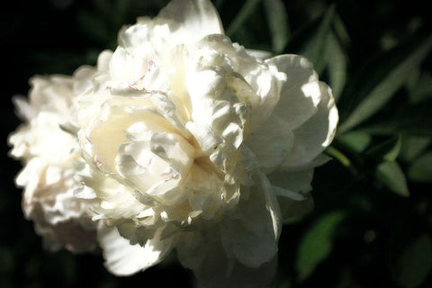 White Peony In Spring  Black Ornate Wood Framed Art Print with Double Matting by Calkins, Michelle