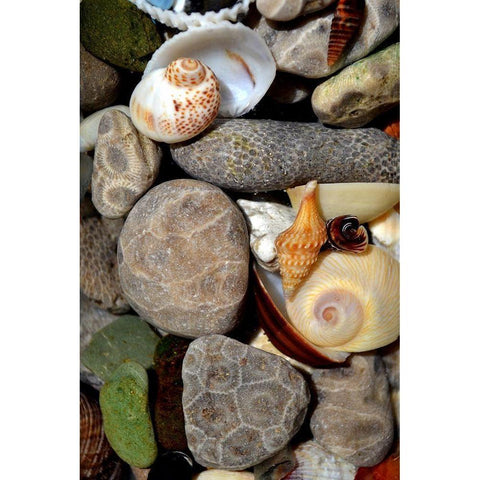 Petoskey Stones II  Black Modern Wood Framed Art Print with Double Matting by Calkins, Michelle