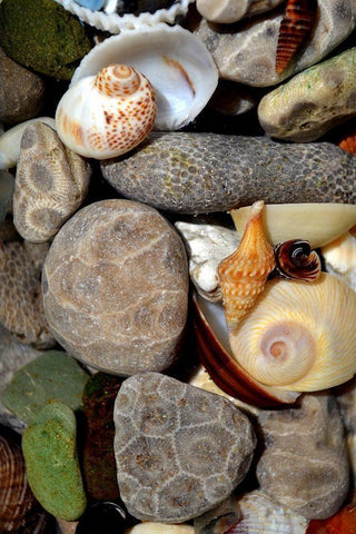 Petoskey Stones II  White Modern Wood Framed Art Print with Double Matting by Calkins, Michelle