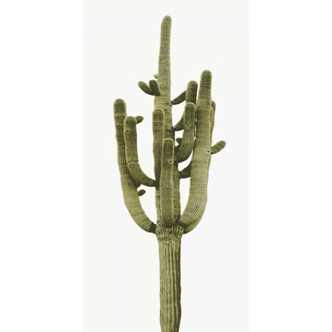 Saguaro II White Modern Wood Framed Art Print by Jensen, Mia