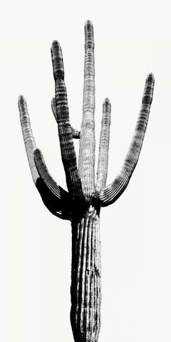 Saguaro Black and White I Black Ornate Wood Framed Art Print with Double Matting by Jensen, Mia