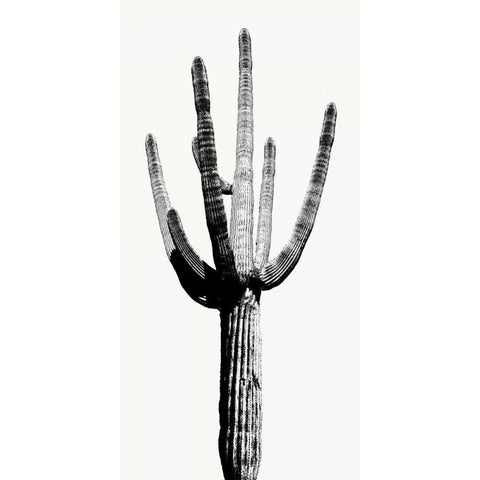 Saguaro Black and White I White Modern Wood Framed Art Print by Jensen, Mia