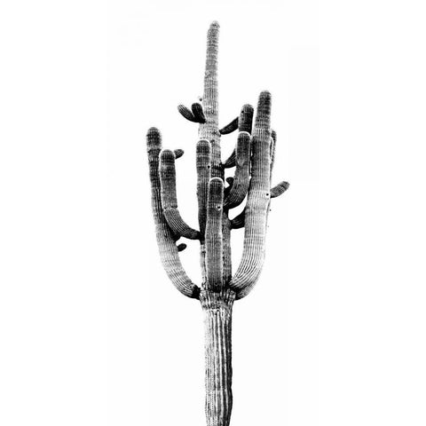 Saguaro Black and White II Black Modern Wood Framed Art Print with Double Matting by Jensen, Mia