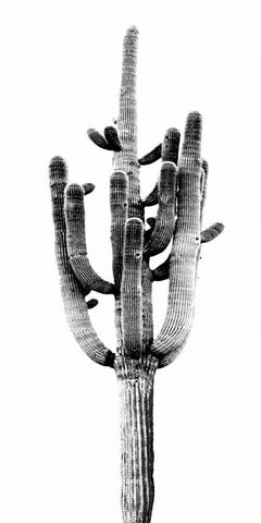 Saguaro Black and White II White Modern Wood Framed Art Print with Double Matting by Jensen, Mia