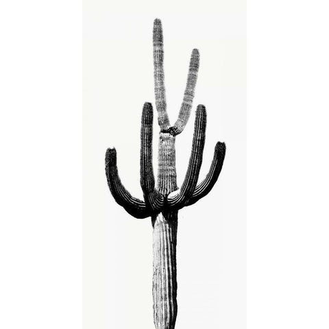 Saguaro Black and White III Gold Ornate Wood Framed Art Print with Double Matting by Jensen, Mia