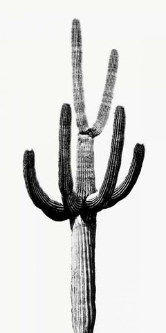 Saguaro Black and White III White Modern Wood Framed Art Print with Double Matting by Jensen, Mia