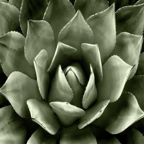 Green Succulent II Black Modern Wood Framed Art Print with Double Matting by Jensen, Mia