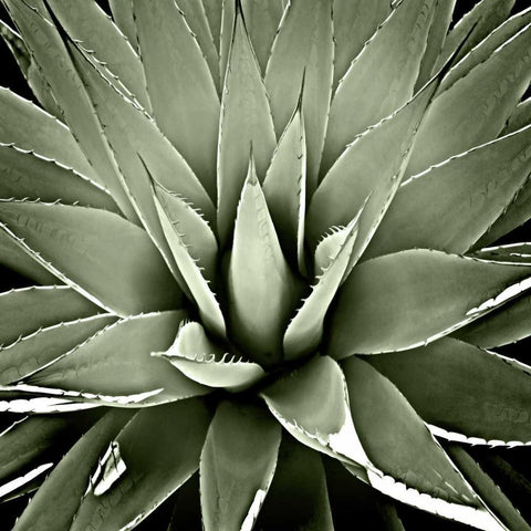 Green Succulent III Black Modern Wood Framed Art Print with Double Matting by Jensen, Mia