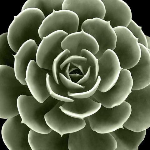 Green Succulent IV White Modern Wood Framed Art Print by Jensen, Mia