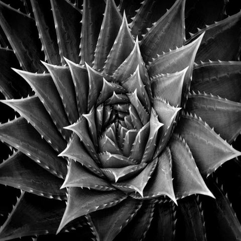 Succulent I Black Modern Wood Framed Art Print by Jensen, Mia