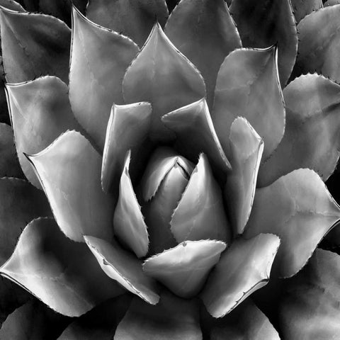 Succulent II White Modern Wood Framed Art Print by Jensen, Mia