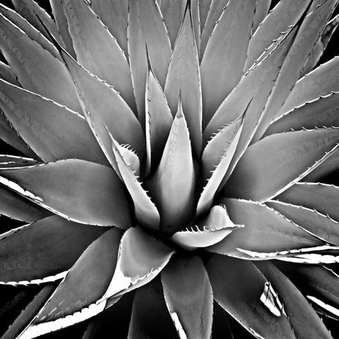 Succulent III White Modern Wood Framed Art Print by Jensen, Mia