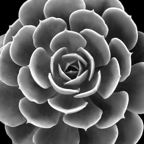 Succulent IIII IV Black Modern Wood Framed Art Print with Double Matting by Jensen, Mia