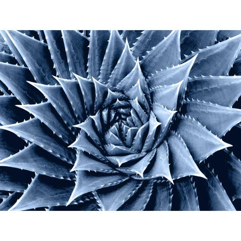 Succulent Indigo I White Modern Wood Framed Art Print by Jensen, Mia