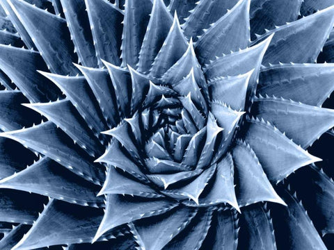 Succulent Indigo I Black Ornate Wood Framed Art Print with Double Matting by Jensen, Mia