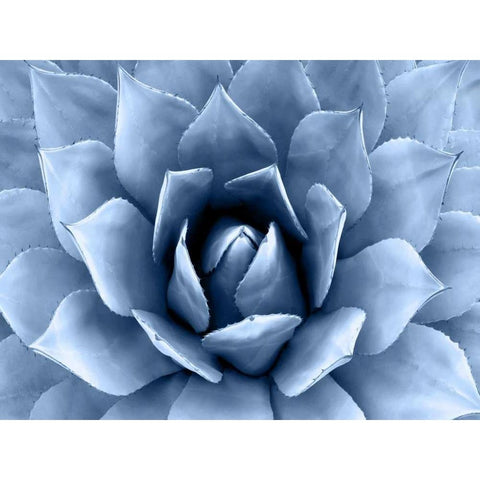 Succulent Indigo II Black Modern Wood Framed Art Print by Jensen, Mia