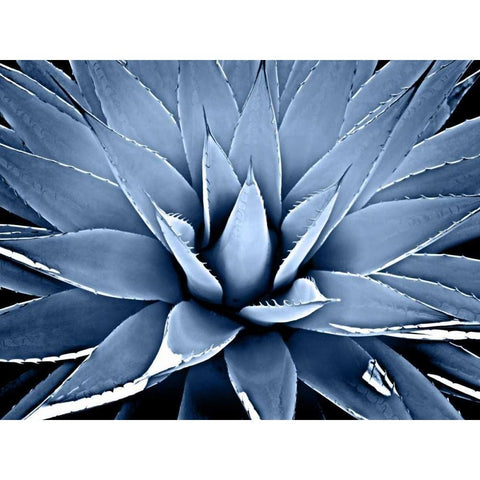 Succulent Indigo III Gold Ornate Wood Framed Art Print with Double Matting by Jensen, Mia