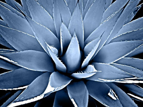 Succulent Indigo III White Modern Wood Framed Art Print with Double Matting by Jensen, Mia