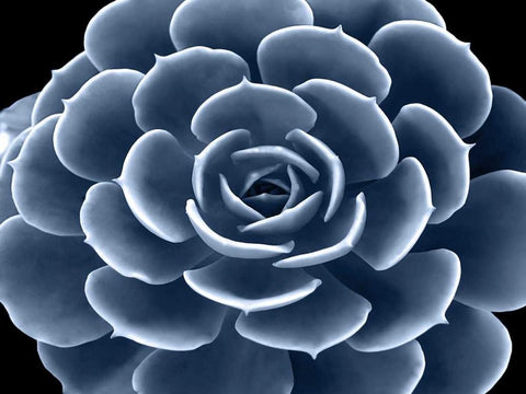 Succulent Indigo IV Black Ornate Wood Framed Art Print with Double Matting by Jensen, Mia