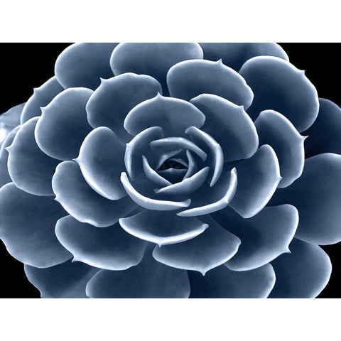 Succulent Indigo IV Black Modern Wood Framed Art Print by Jensen, Mia