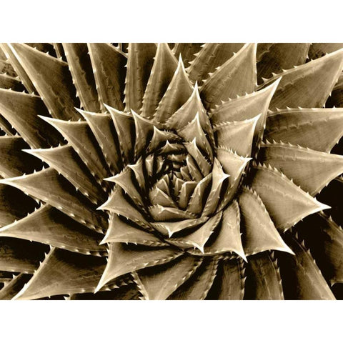 Succulent Taupe I Black Modern Wood Framed Art Print with Double Matting by Jensen, Mia