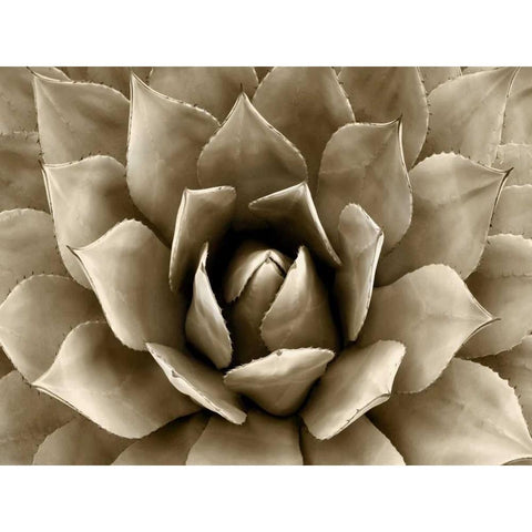 Succulent Taupe II Black Modern Wood Framed Art Print with Double Matting by Jensen, Mia