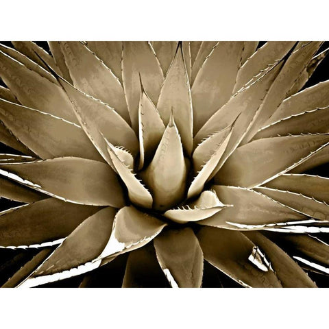 Succulent Taupe III Gold Ornate Wood Framed Art Print with Double Matting by Jensen, Mia