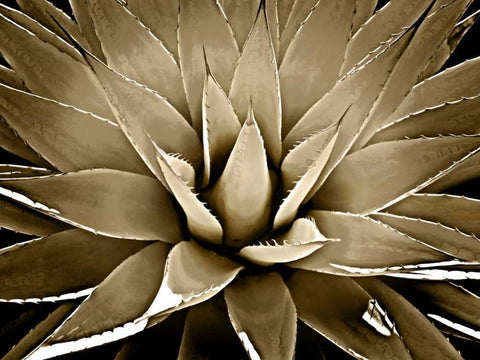 Succulent Taupe III Black Ornate Wood Framed Art Print with Double Matting by Jensen, Mia