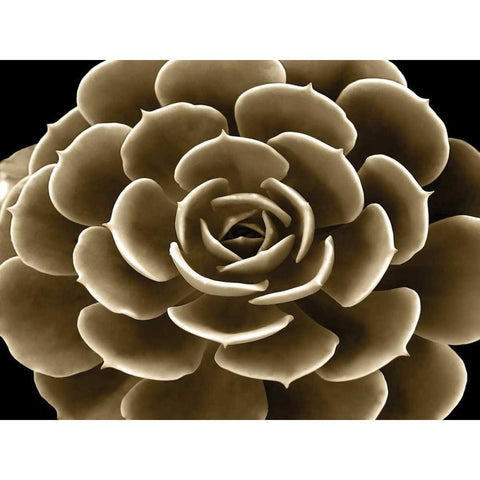 Succulent Taupe IV Black Modern Wood Framed Art Print with Double Matting by Jensen, Mia