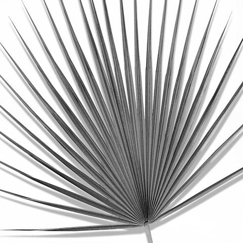 Palm Black and White III White Modern Wood Framed Art Print with Double Matting by Jensen, Mia