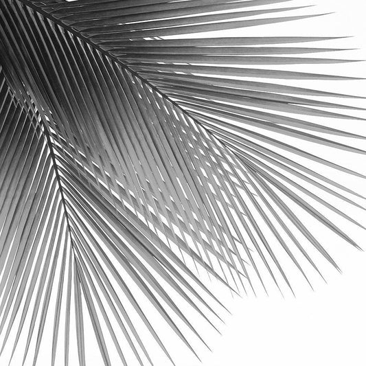 Image Only