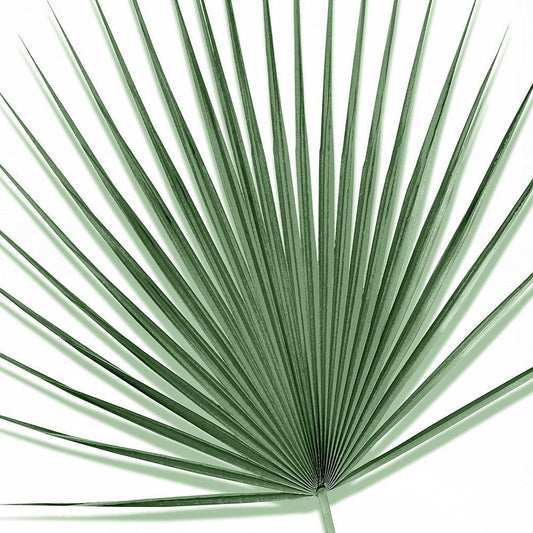Image Only