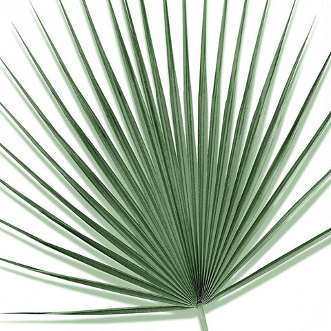 Palm Green III White Modern Wood Framed Art Print with Double Matting by Jensen, Mia