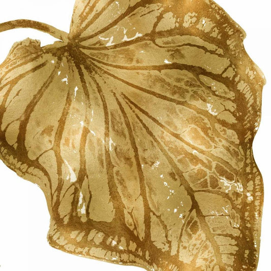 Image Only