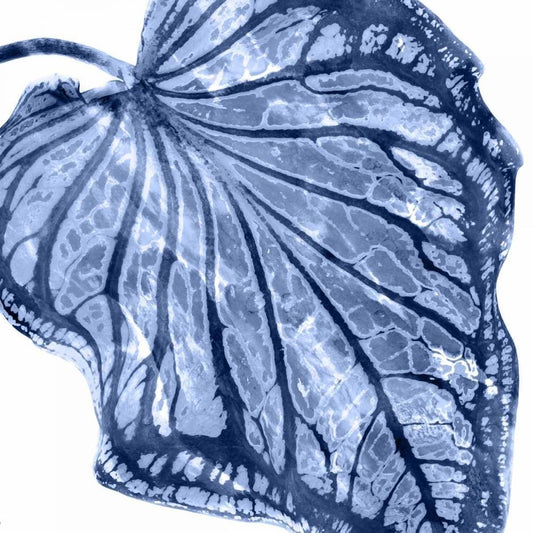 Image Only
