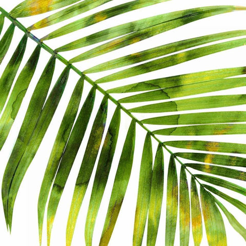 Tropical Palm I White Modern Wood Framed Art Print by Miller, Melonie