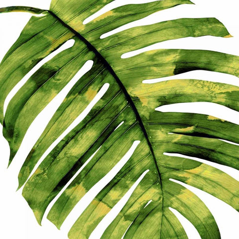 Tropical Palm II White Modern Wood Framed Art Print by Miller, Melonie