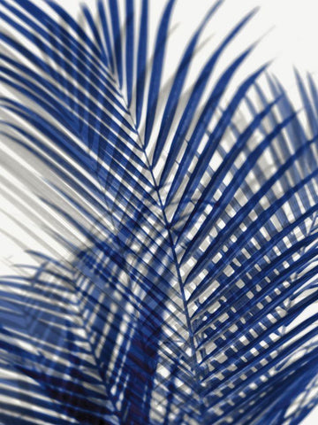 Palm Shadows Blue I White Modern Wood Framed Art Print with Double Matting by Miller, Melonie