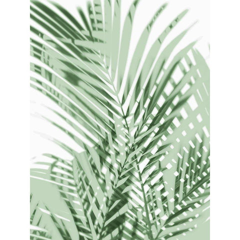 Palm Shadows Green III Black Modern Wood Framed Art Print with Double Matting by Miller, Melonie