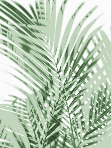 Palm Shadows Green III White Modern Wood Framed Art Print with Double Matting by Miller, Melonie