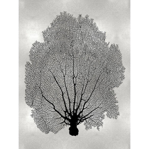 Sea Fan Black on Silver II White Modern Wood Framed Art Print by Miller, Melonie