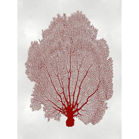 Sea Fan Coral II Black Modern Wood Framed Art Print with Double Matting by Miller, Melonie