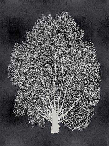 Sea Fan on Black II White Modern Wood Framed Art Print with Double Matting by Miller, Melonie