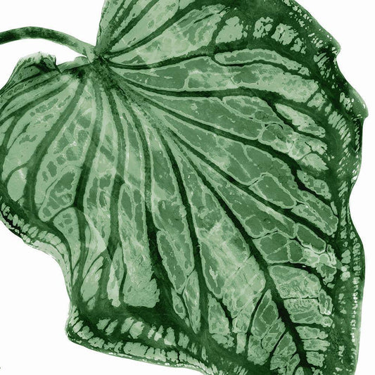 Image Only
