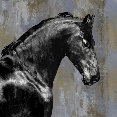 Black Stallion Black Modern Wood Framed Art Print with Double Matting by Rose, Martin