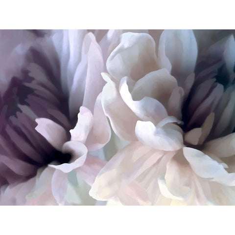 Chrysanthemum X Black Modern Wood Framed Art Print by Pollard, David