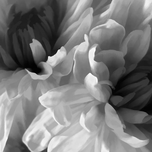 Image Only
