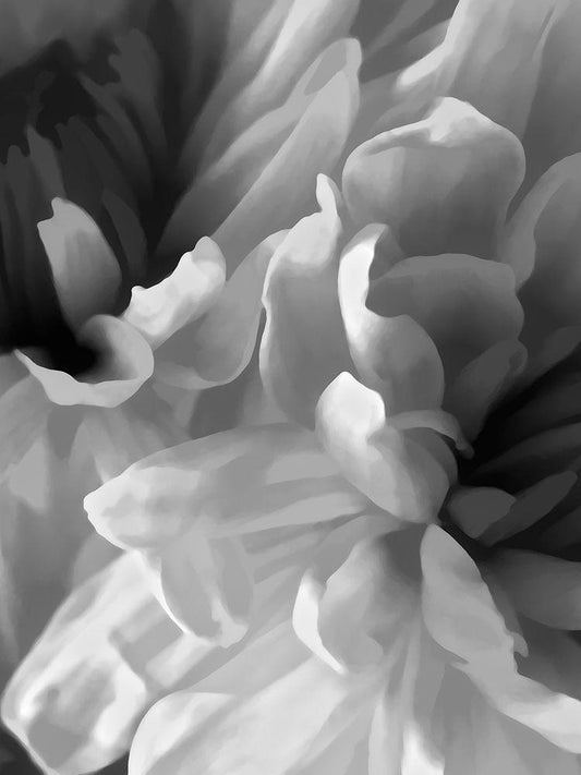Image Only
