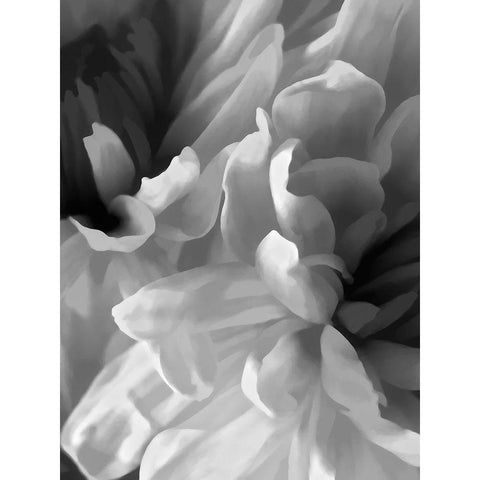 Chrysanthemum XVIII Black Modern Wood Framed Art Print with Double Matting by Pollard, David