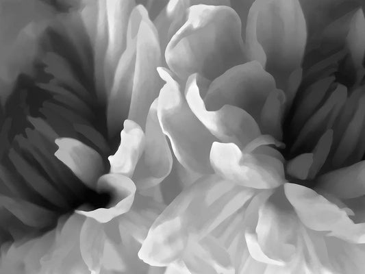 Image Only